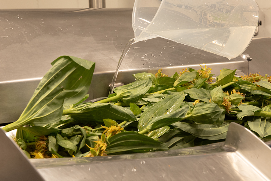 buan architekten - Gewerbebau Spagyrik Produktions AG Burgdorf - Pflanzen